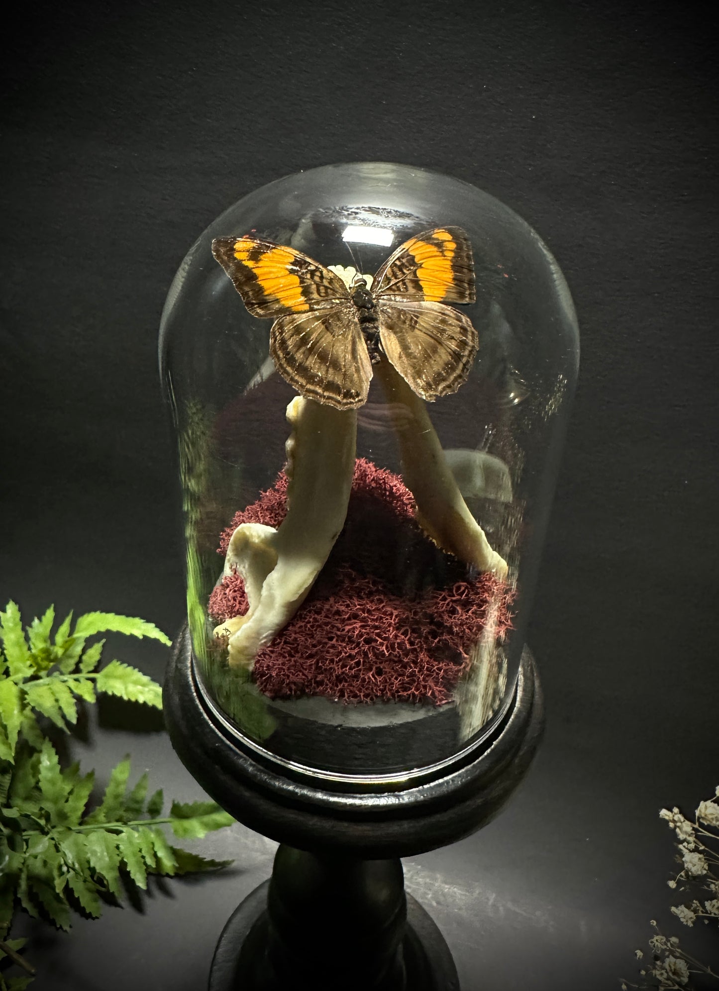 Large Raccoon Jaw and Butterfly Pedestal Dome Display