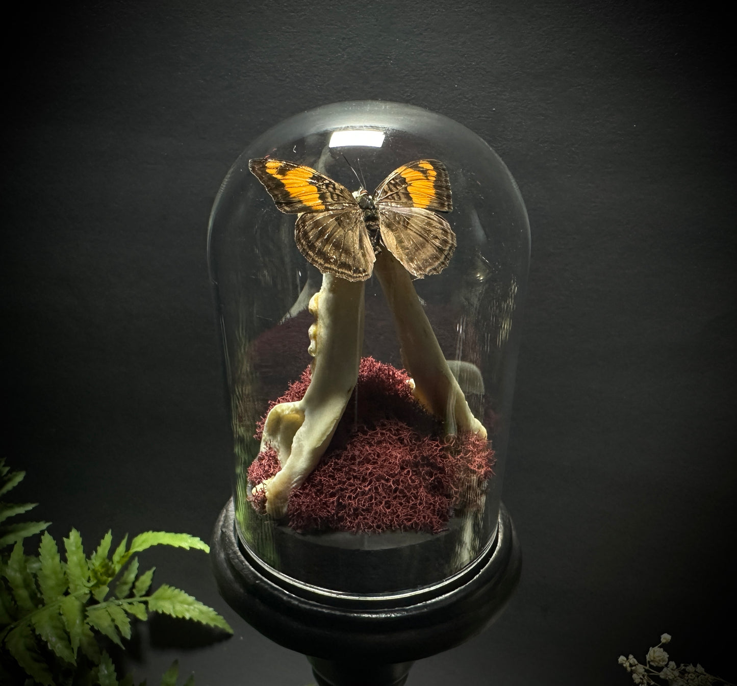 Large Raccoon Jaw and Butterfly Pedestal Dome Display