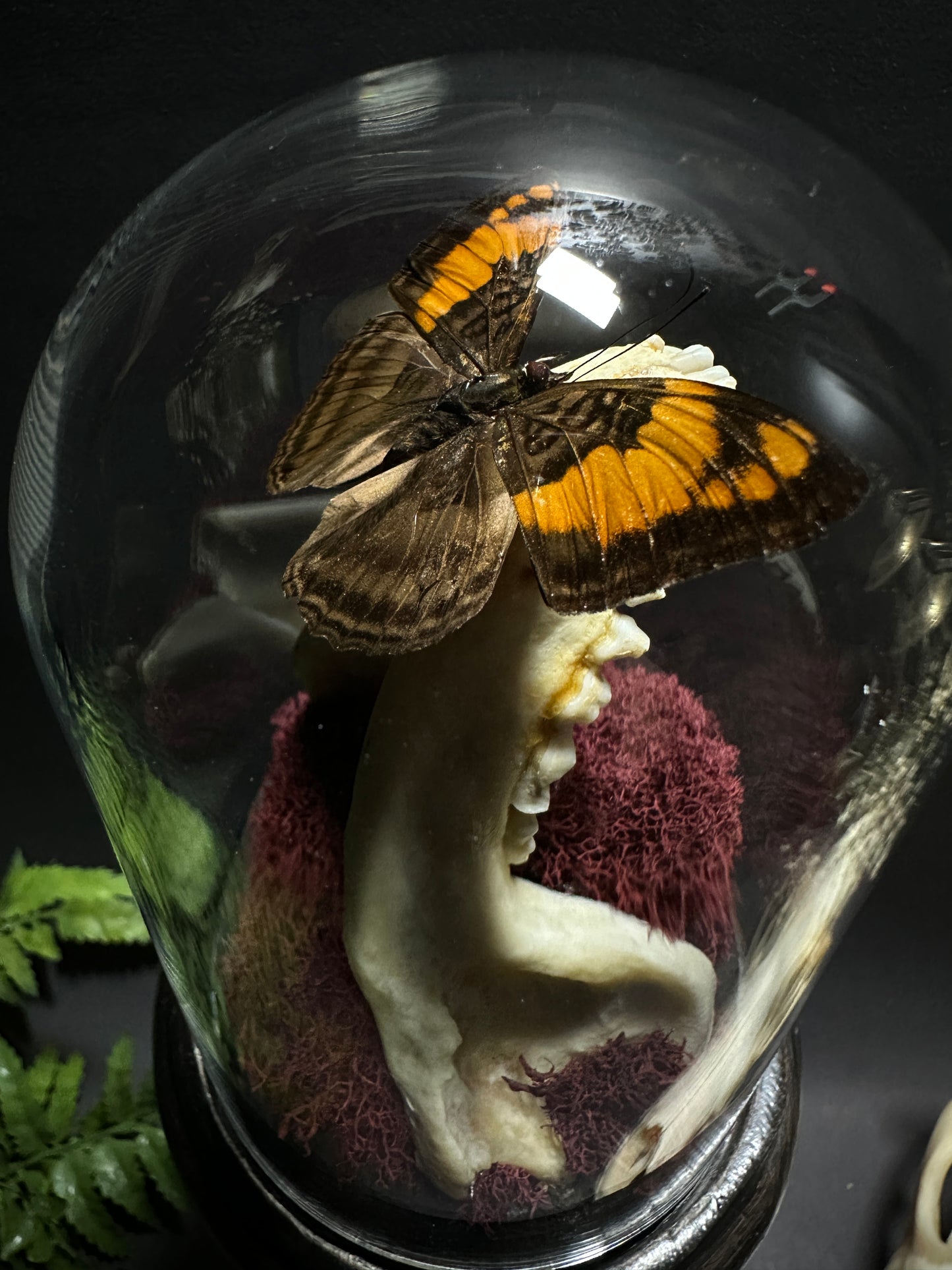 Large Raccoon Jaw and Butterfly Pedestal Dome Display