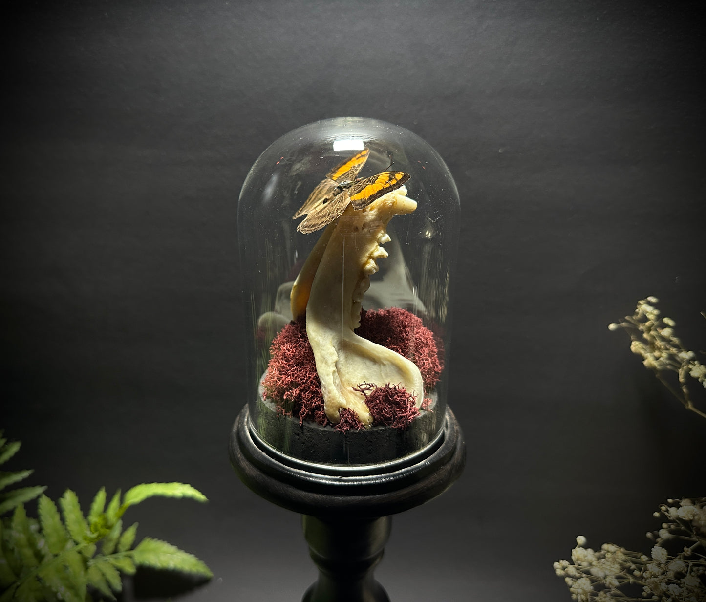 Large Raccoon Jaw and Butterfly Pedestal Dome Display