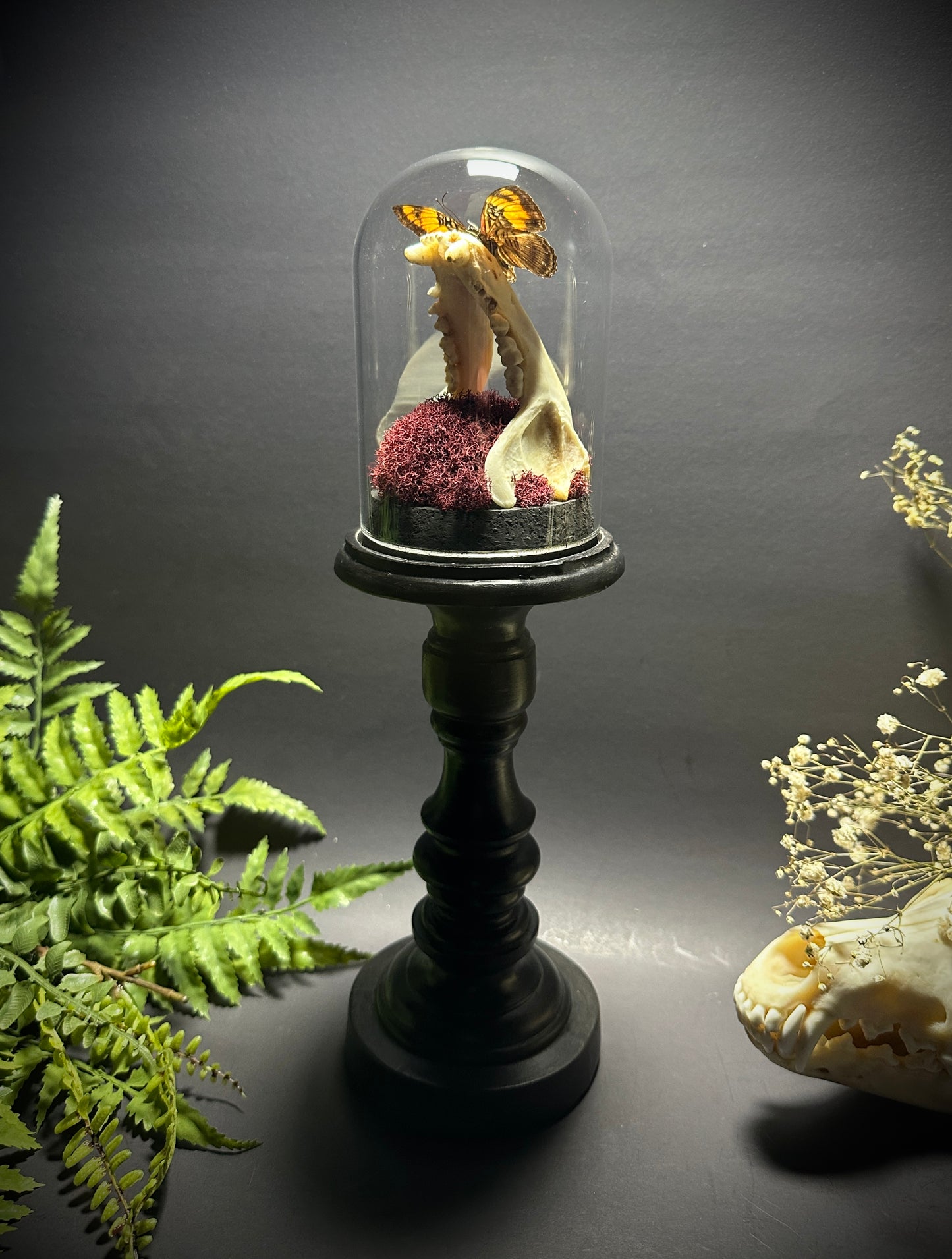 Large Raccoon Jaw and Butterfly Pedestal Dome Display
