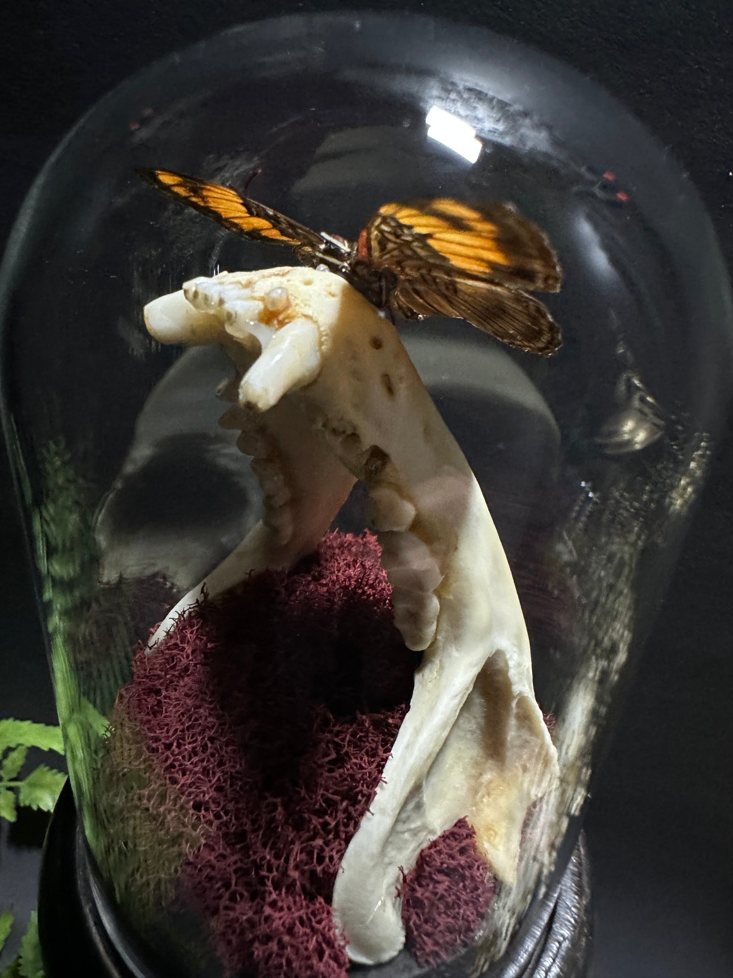 Large Raccoon Jaw and Butterfly Pedestal Dome Display