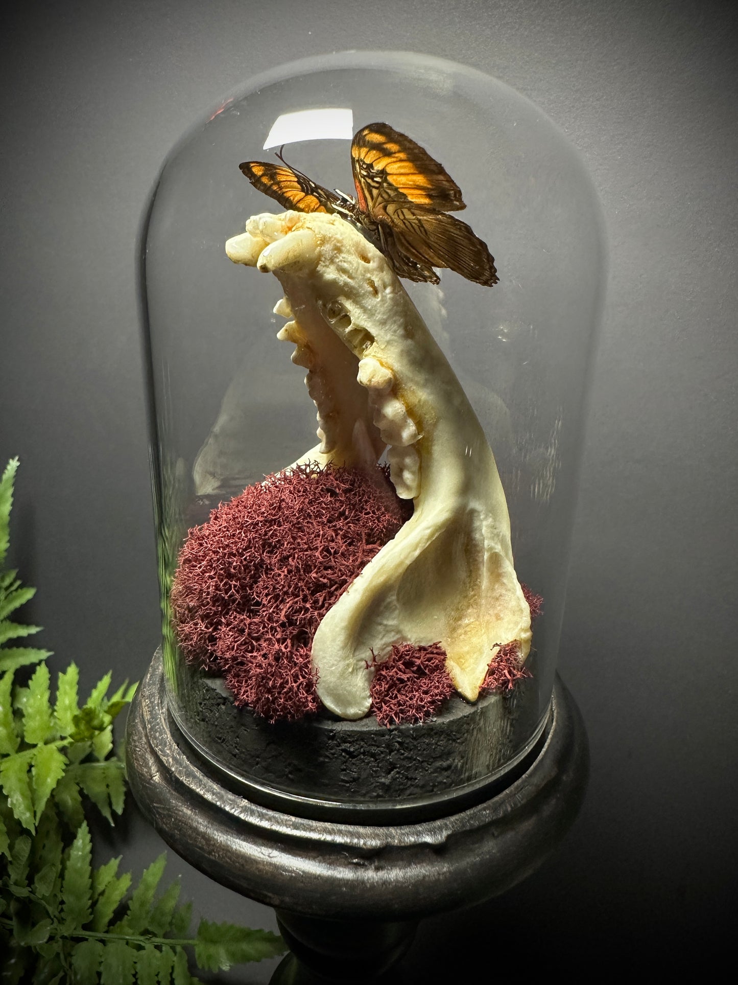 Large Raccoon Jaw and Butterfly Pedestal Dome Display