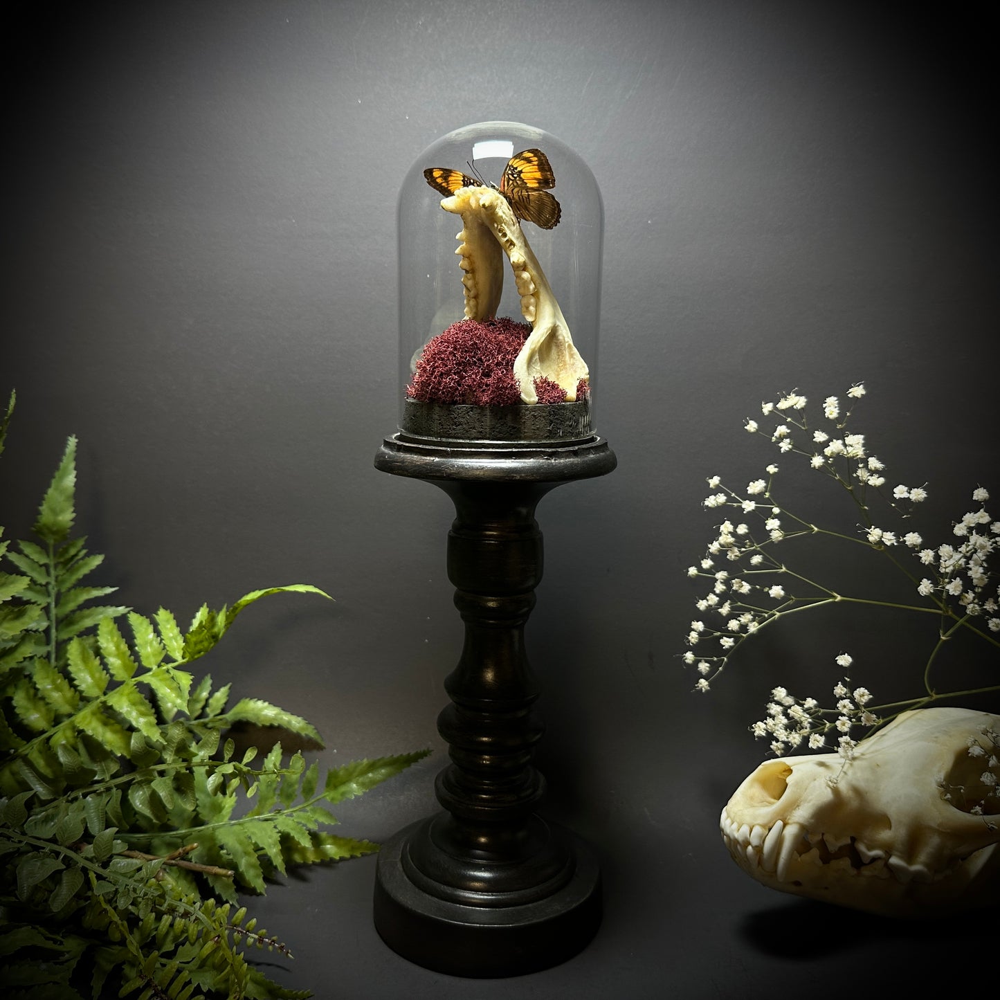 Large Raccoon Jaw and Butterfly Pedestal Dome Display
