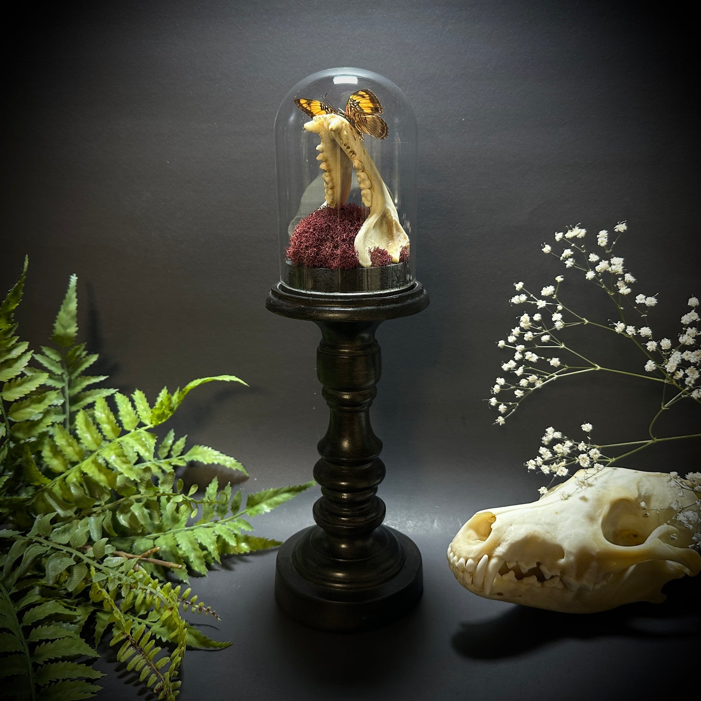 Large Raccoon Jaw and Butterfly Pedestal Dome Display