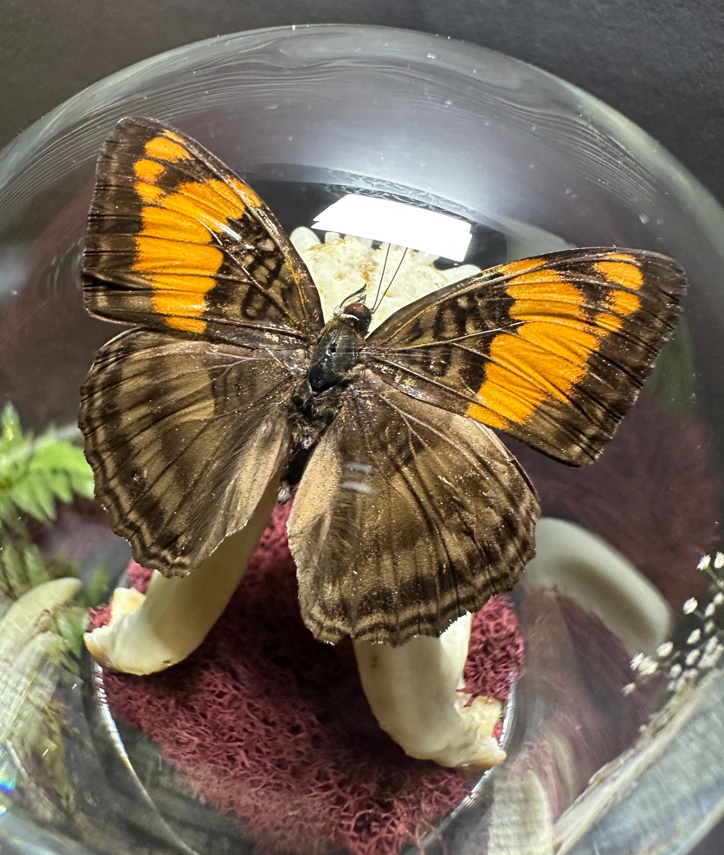 Large Raccoon Jaw and Butterfly Pedestal Dome Display