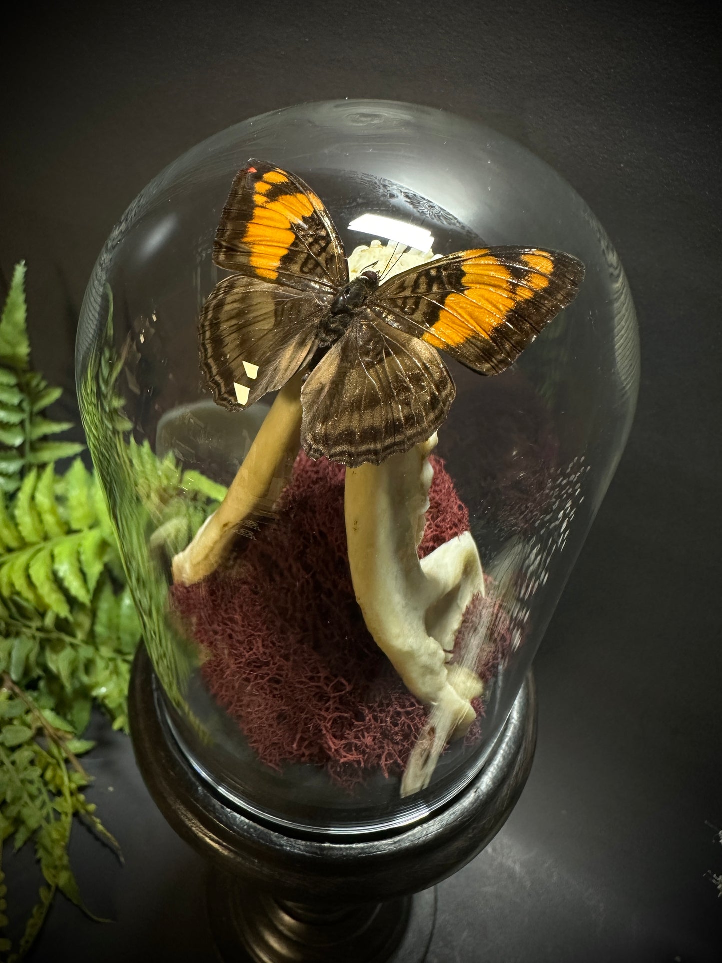 Large Raccoon Jaw and Butterfly Pedestal Dome Display