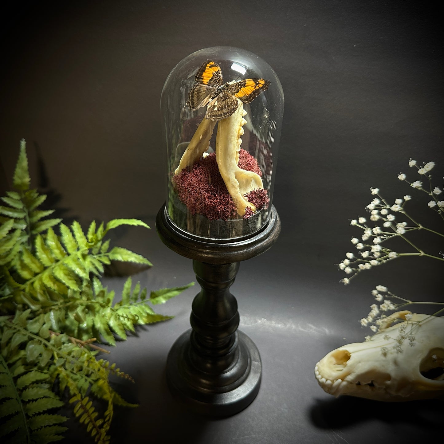Large Raccoon Jaw and Butterfly Pedestal Dome Display