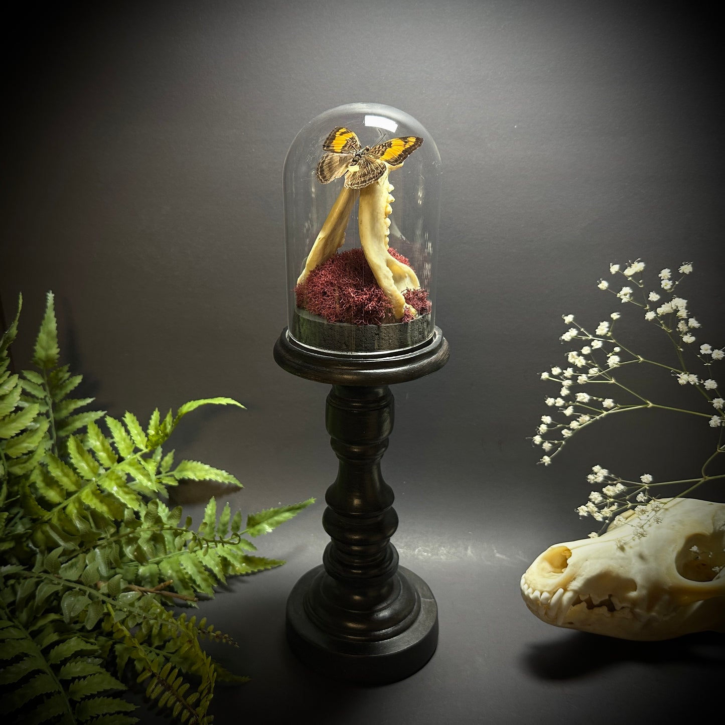 Large Raccoon Jaw and Butterfly Pedestal Dome Display