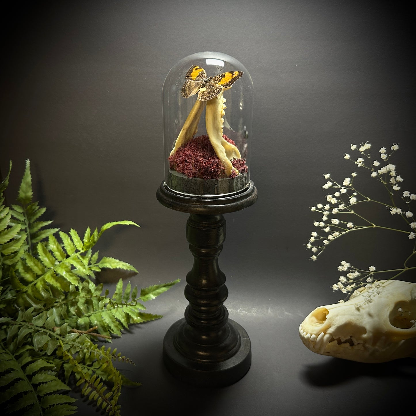 Large Raccoon Jaw and Butterfly Pedestal Dome Display