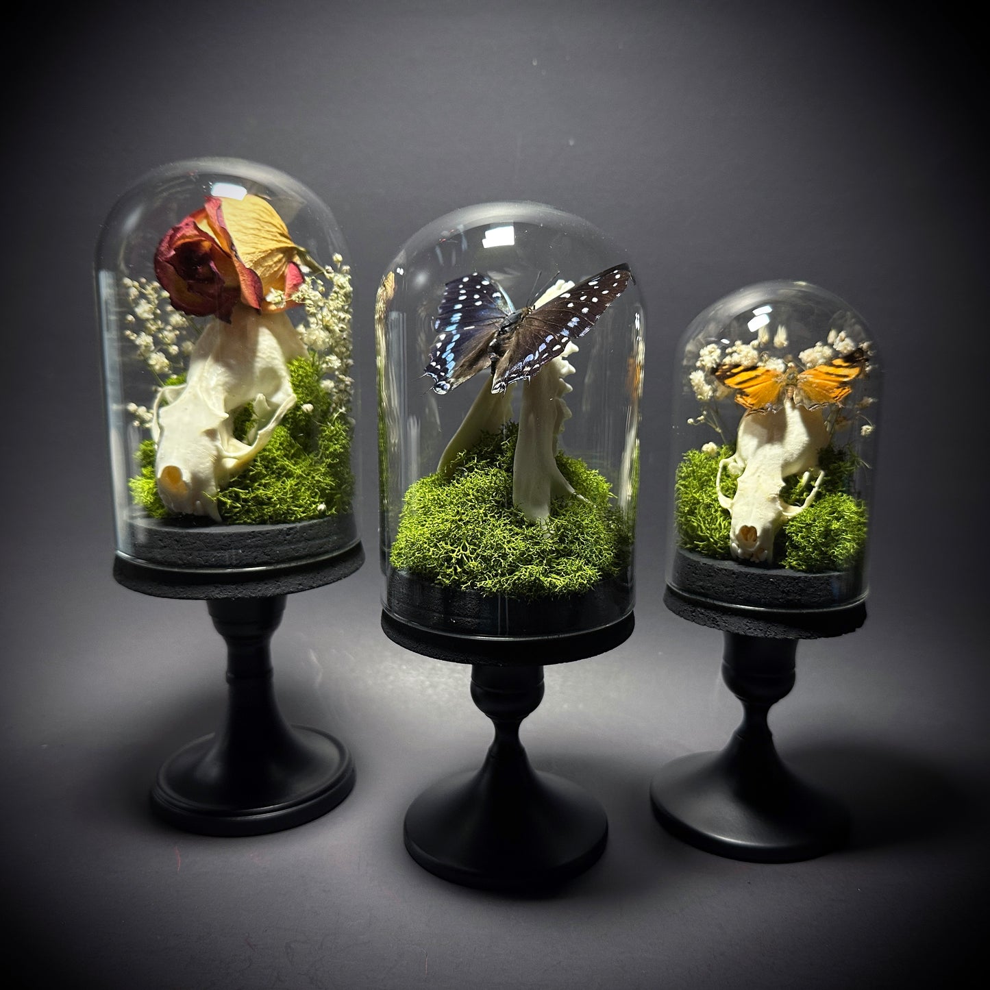 Taxidermy Dome Pedestal Display - Mink Skull and Butterfly