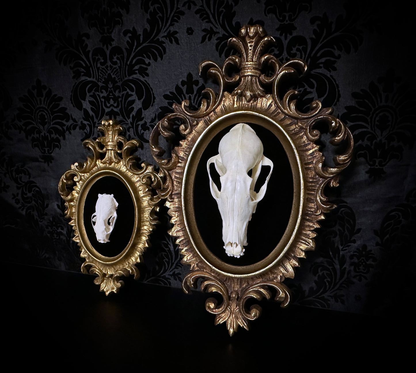 Small Taxidermy Mink Skull Plaque