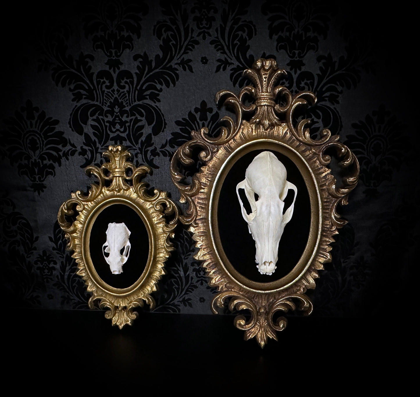 Small Taxidermy Mink Skull Plaque