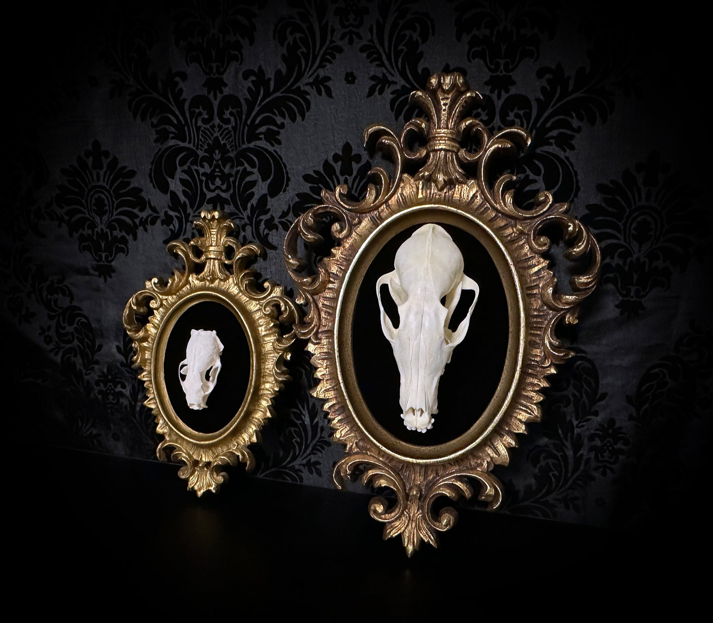 Small Taxidermy Mink Skull Plaque