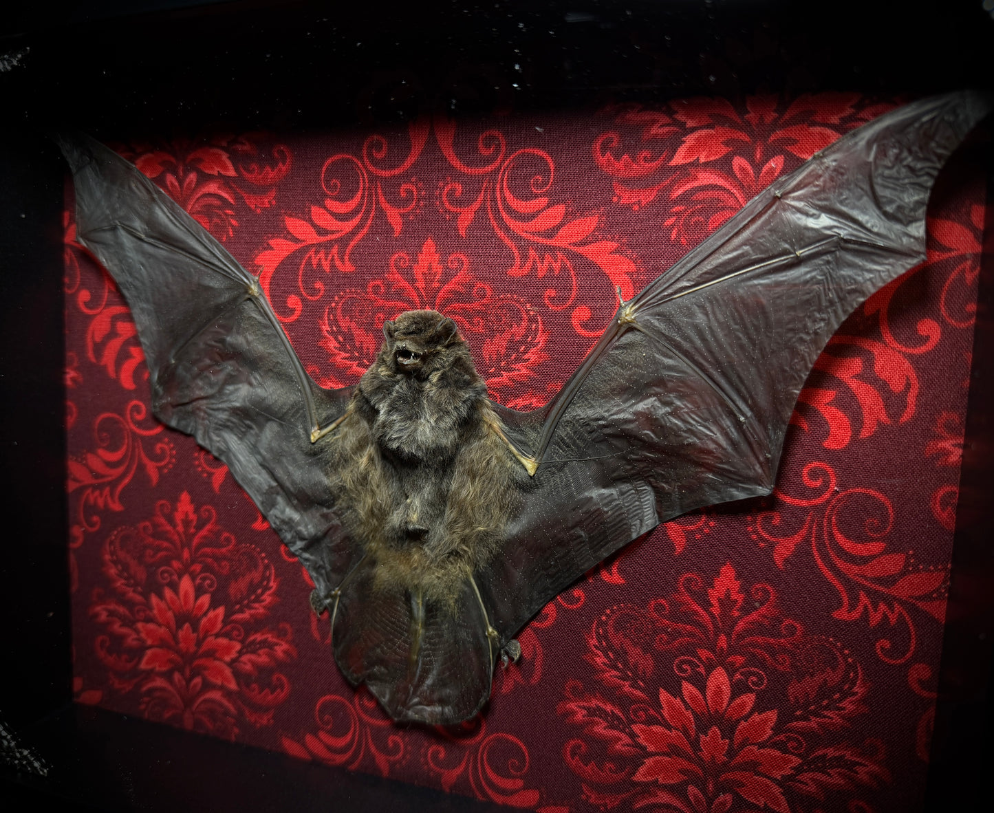 11x9 Taxidermy Bat Shadowbox in Red Damask - READY TO SHIP