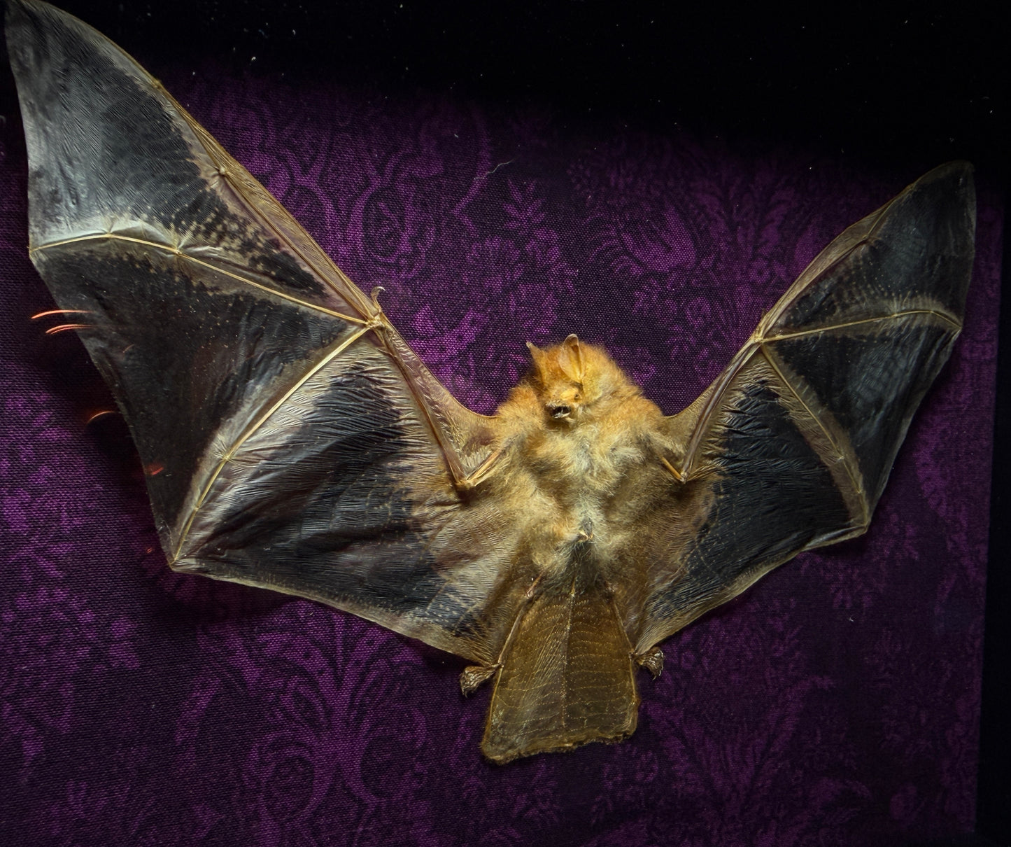 11x9 Taxidermy Bat Shadowbox in Purple with Painted Bat - READY TO SHIP