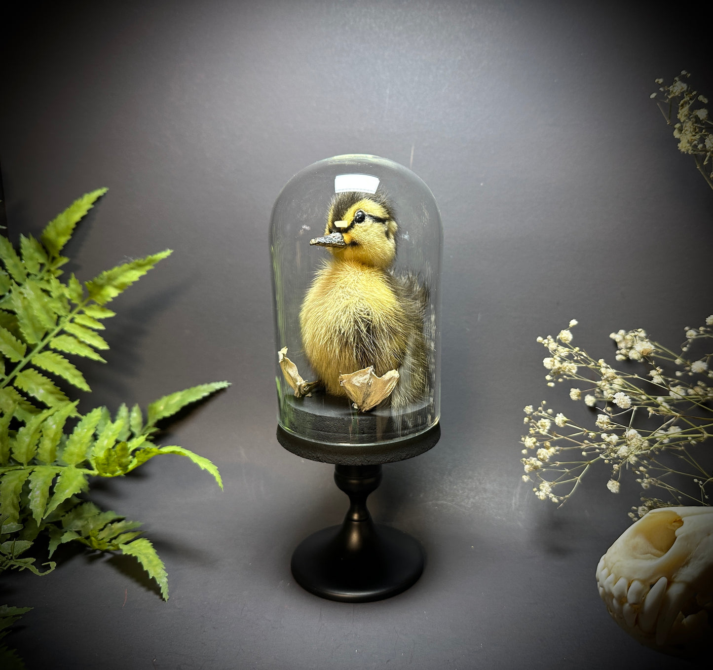 Taxidermy Baby Duckling Pedestal Dome Display