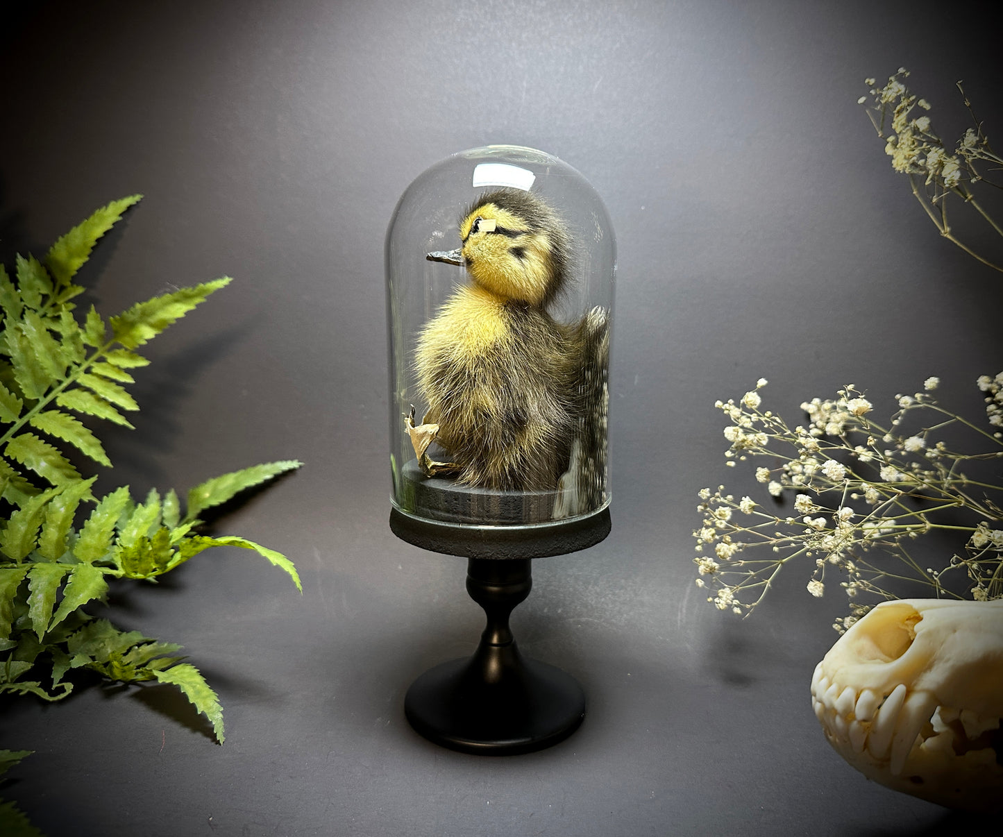Taxidermy Baby Duckling Pedestal Dome Display