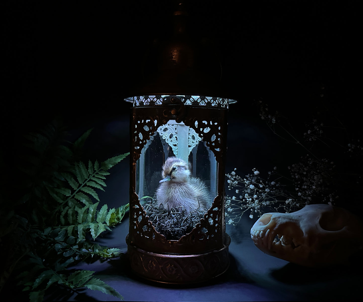 Antique Gold Taxidermy Duck Lantern with Lights