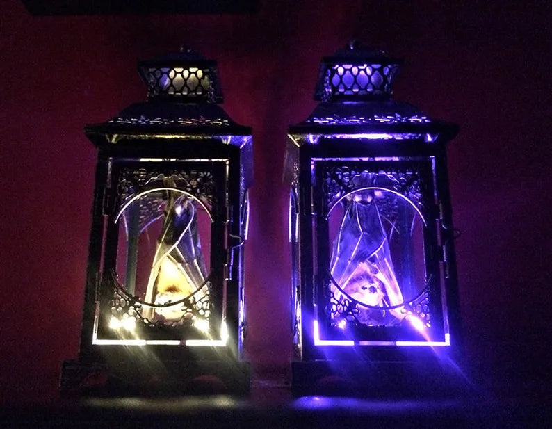 Small Light Up Taxidermy Bat Lantern - Front Hanging Position