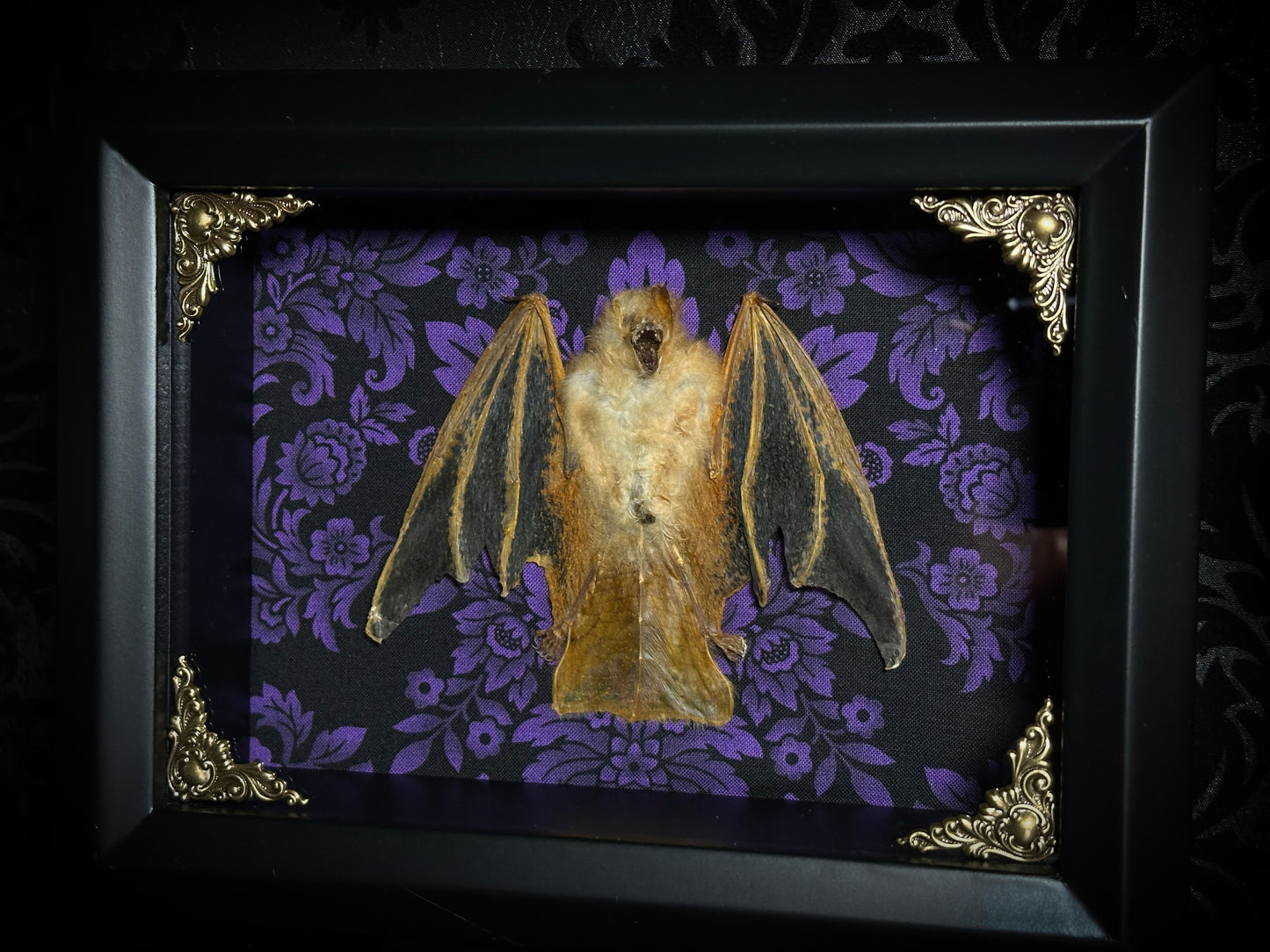 LAST ONE - (DISCONTINUED) Taxidermy Bat Shadowbox with Painted Bat on Purple Damask Backing