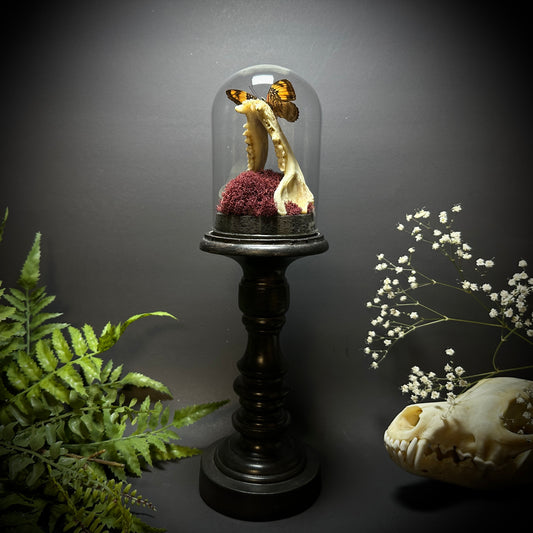 Large Raccoon Jaw and Butterfly Pedestal Dome Display