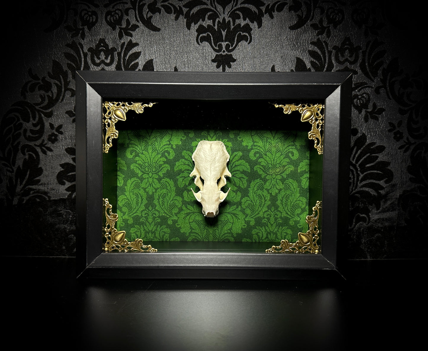 Taxidermy Mink Skull Shadowbox with Green Damask Backing