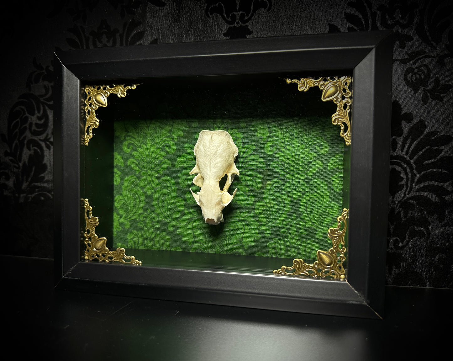 Taxidermy Mink Skull Shadowbox with Green Damask Backing