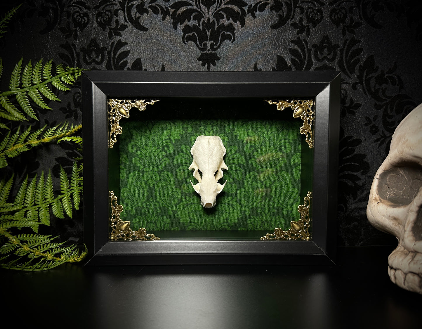 Taxidermy Mink Skull Shadowbox with Green Damask Backing