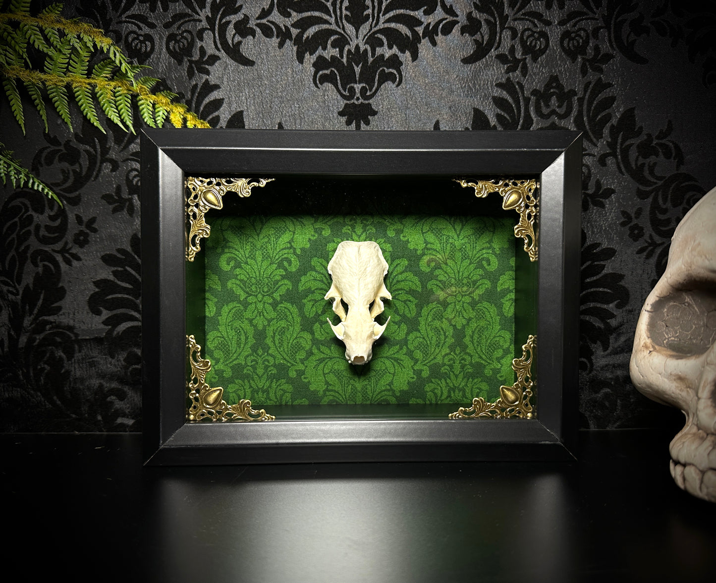 Taxidermy Mink Skull Shadowbox with Green Damask Backing