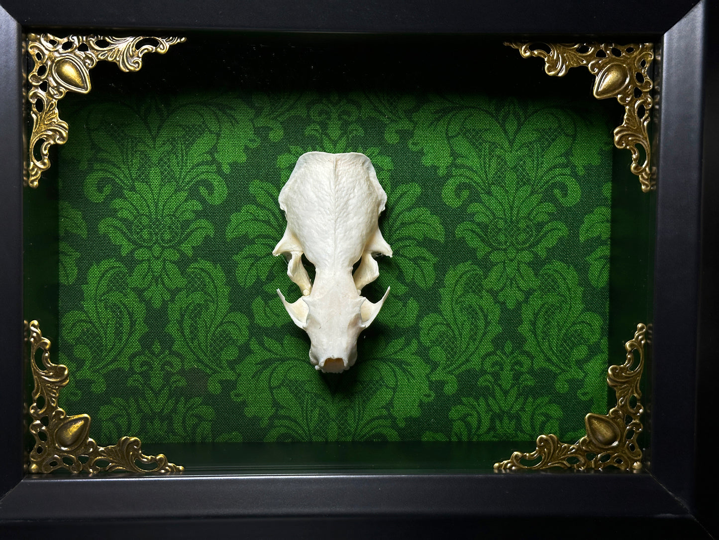 Taxidermy Mink Skull Shadowbox with Green Damask Backing