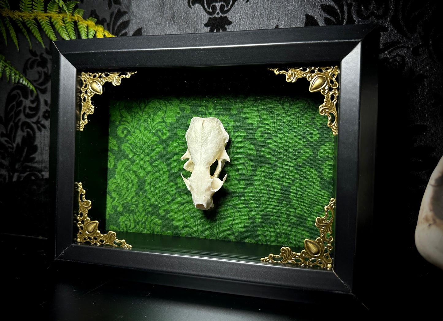 Taxidermy Mink Skull Shadowbox with Green Damask Backing