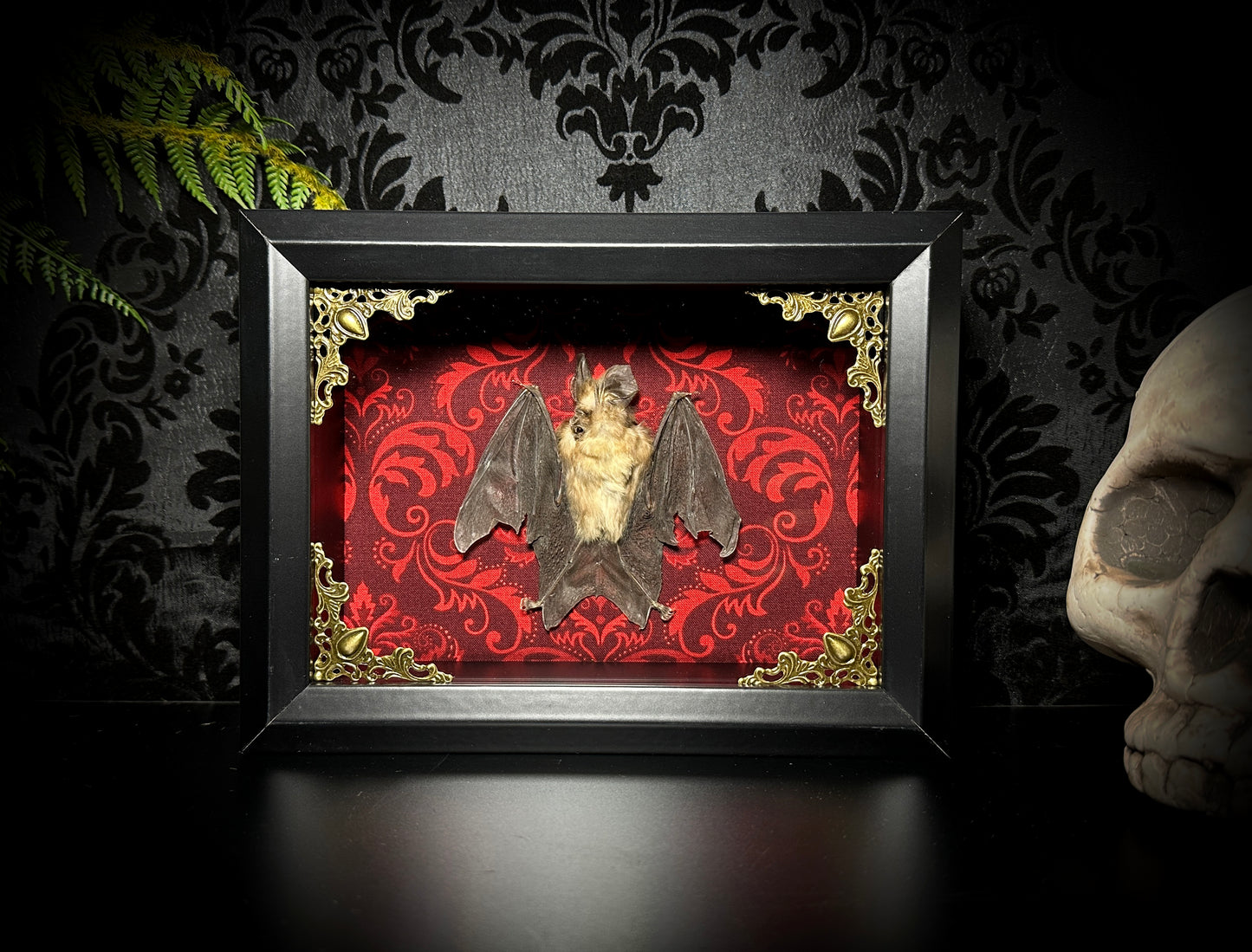 SALE - Taxidermy Horseshoe Bat Shadowbox with Red Damask Backing