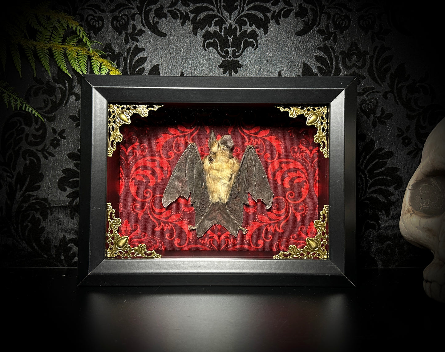 SALE - Taxidermy Horseshoe Bat Shadowbox with Red Damask Backing