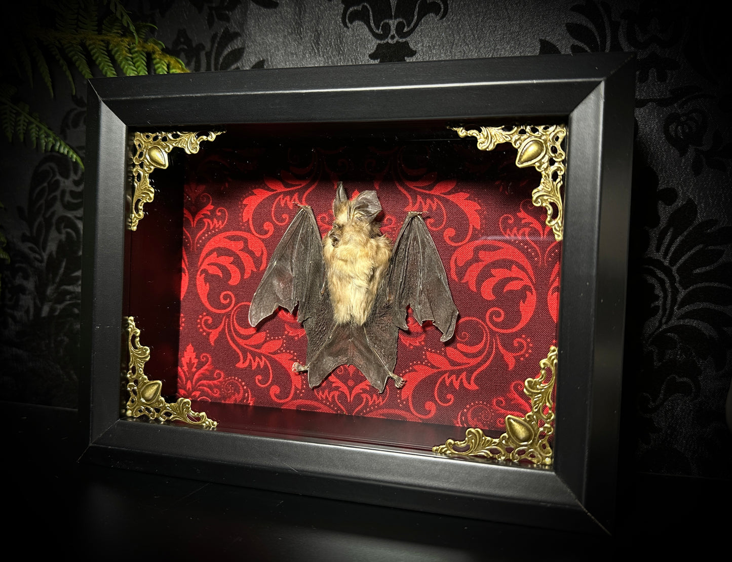 SALE - Taxidermy Horseshoe Bat Shadowbox with Red Damask Backing