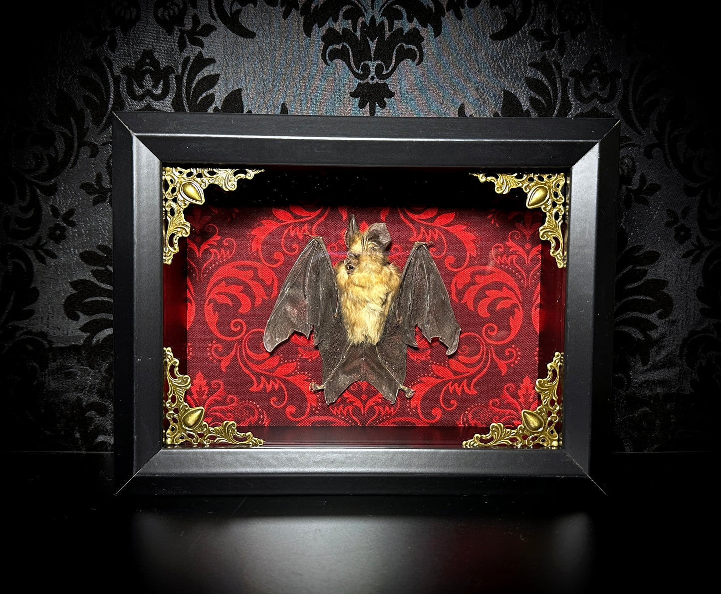 SALE - Taxidermy Horseshoe Bat Shadowbox with Red Damask Backing