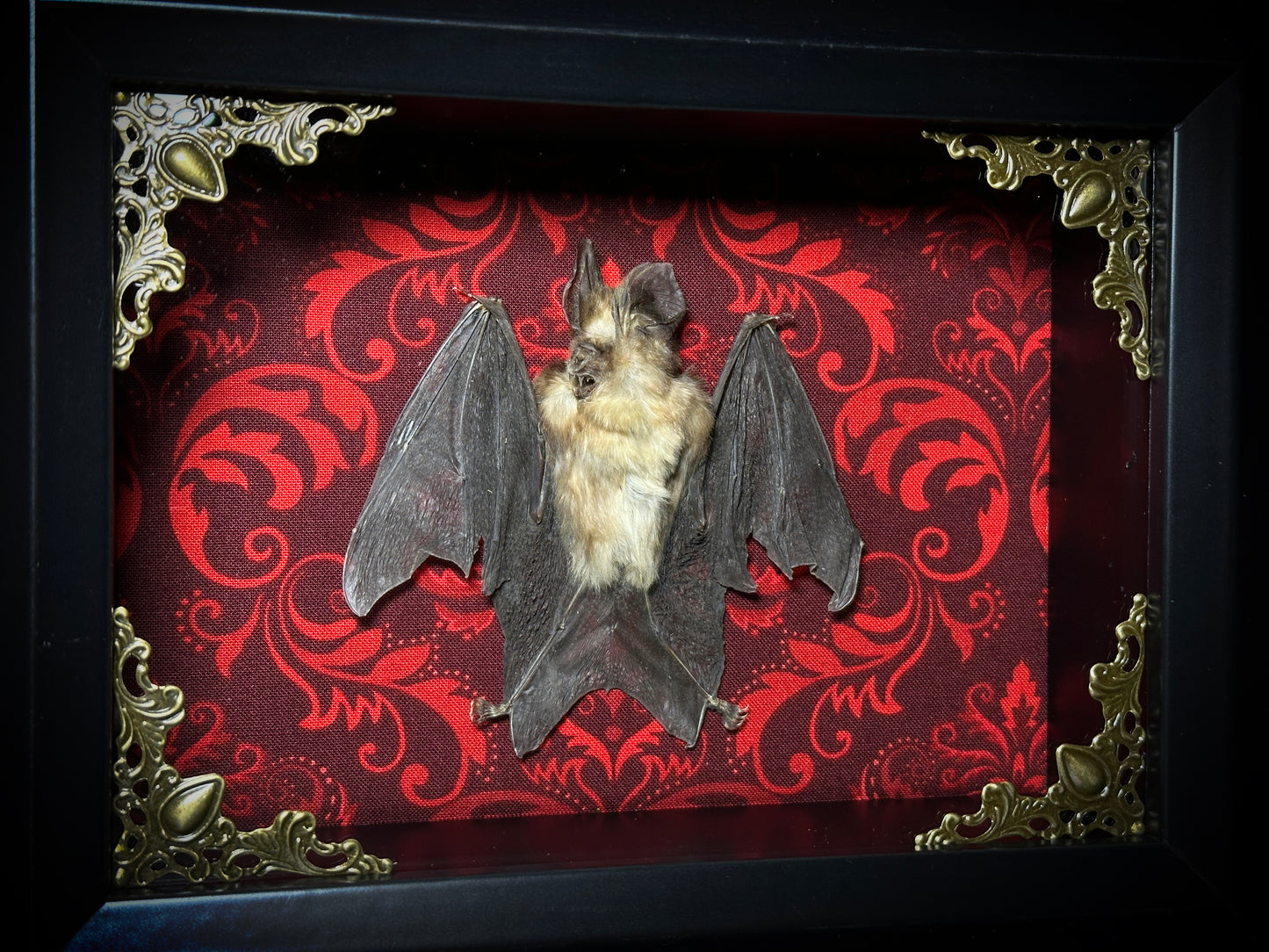 SALE - Taxidermy Horseshoe Bat Shadowbox with Red Damask Backing