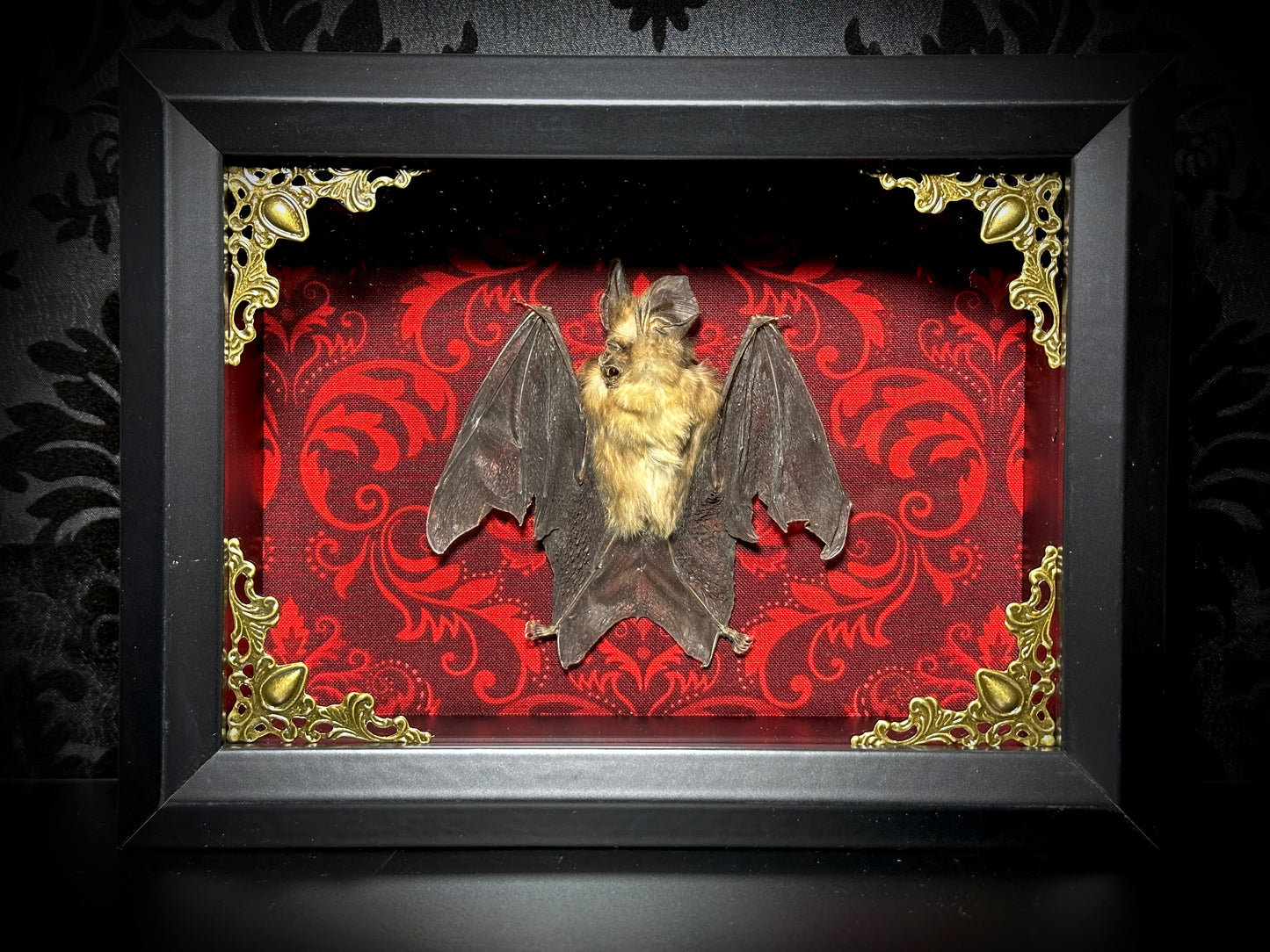 SALE - Taxidermy Horseshoe Bat Shadowbox with Red Damask Backing