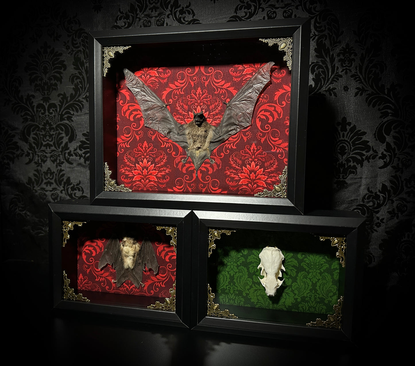 Taxidermy Mink Skull Shadowbox with Green Damask Backing