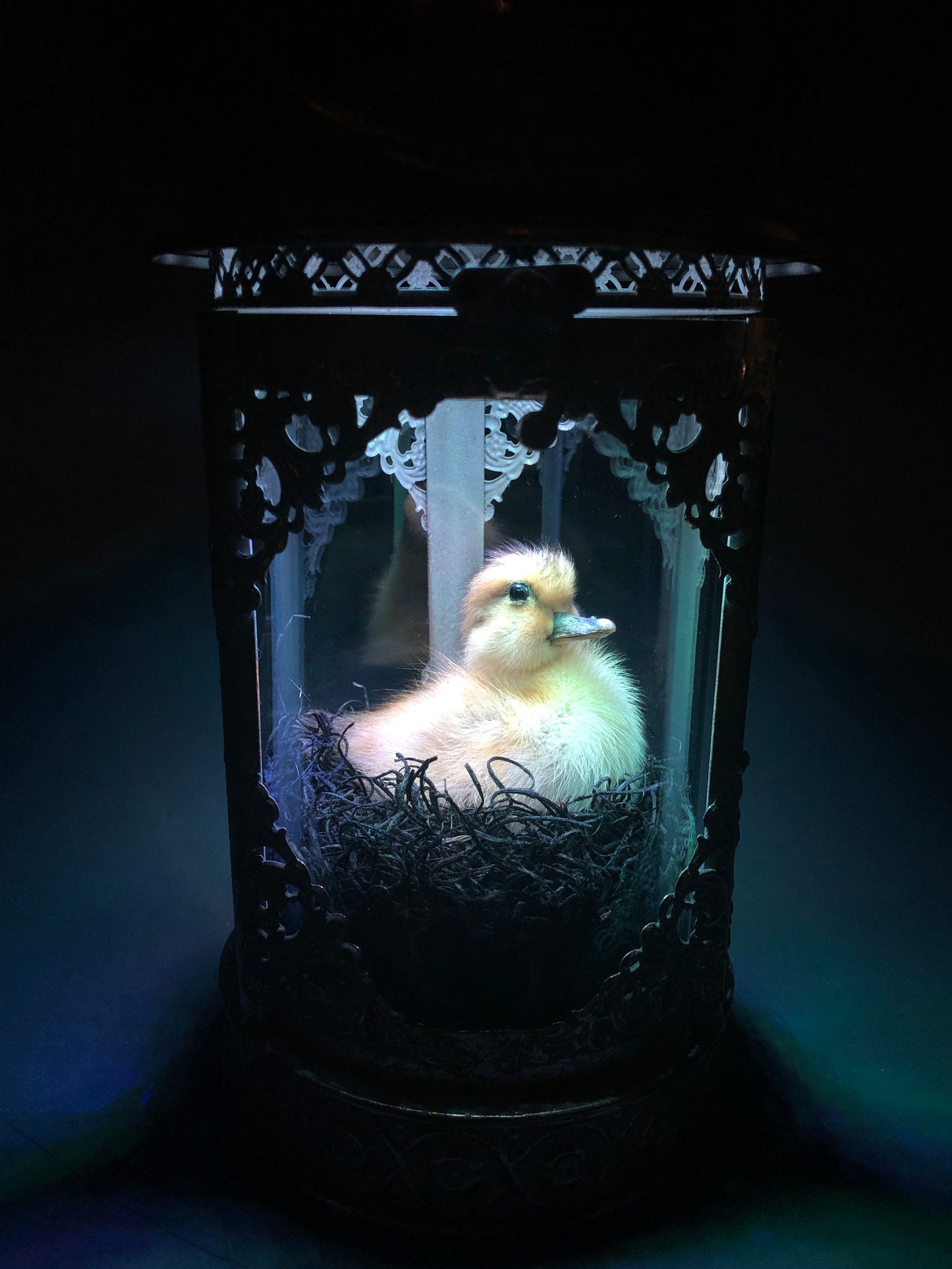 Antique Gold Taxidermy Duck Lantern with Lights