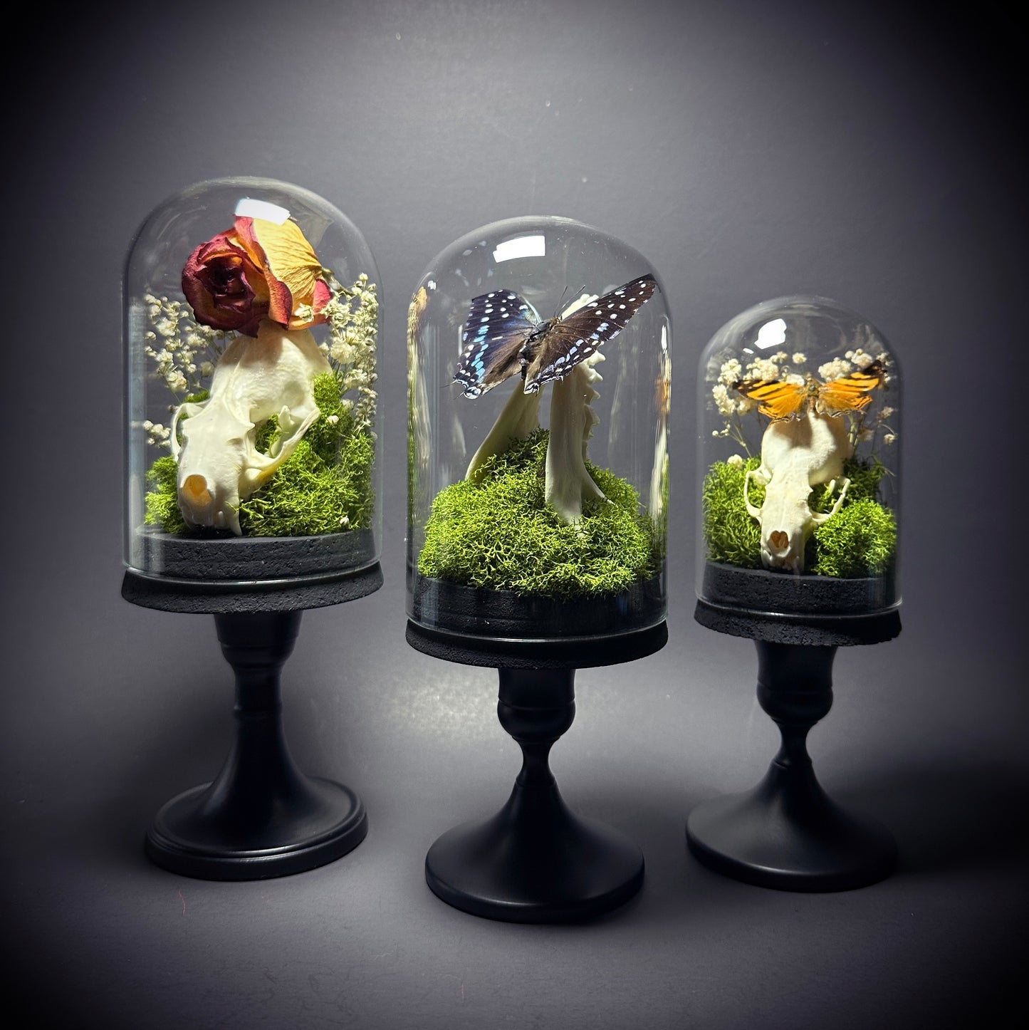 Taxidermy Dome Pedestal Display - Raccoon Jawbone with Blue & Black Butterfly