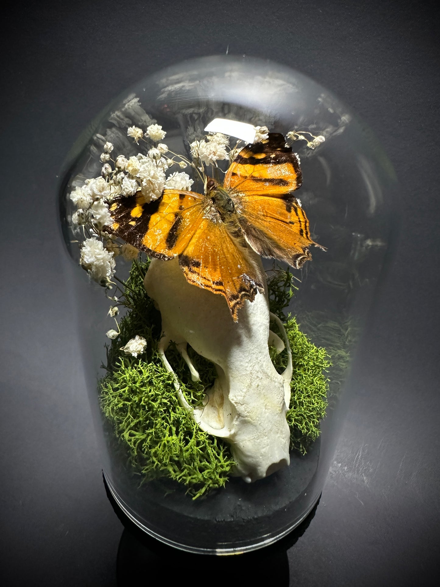 Taxidermy Dome Pedestal Display - Mink Skull and Butterfly