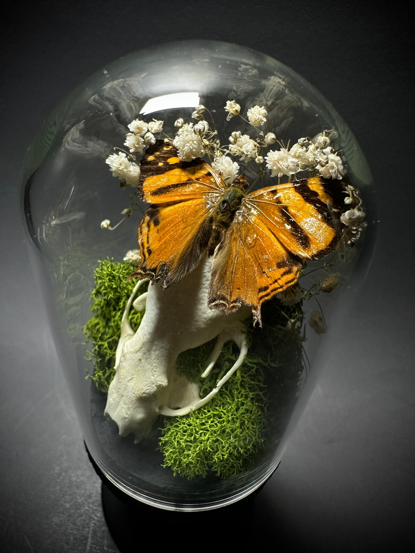 Taxidermy Dome Pedestal Display - Mink Skull and Butterfly