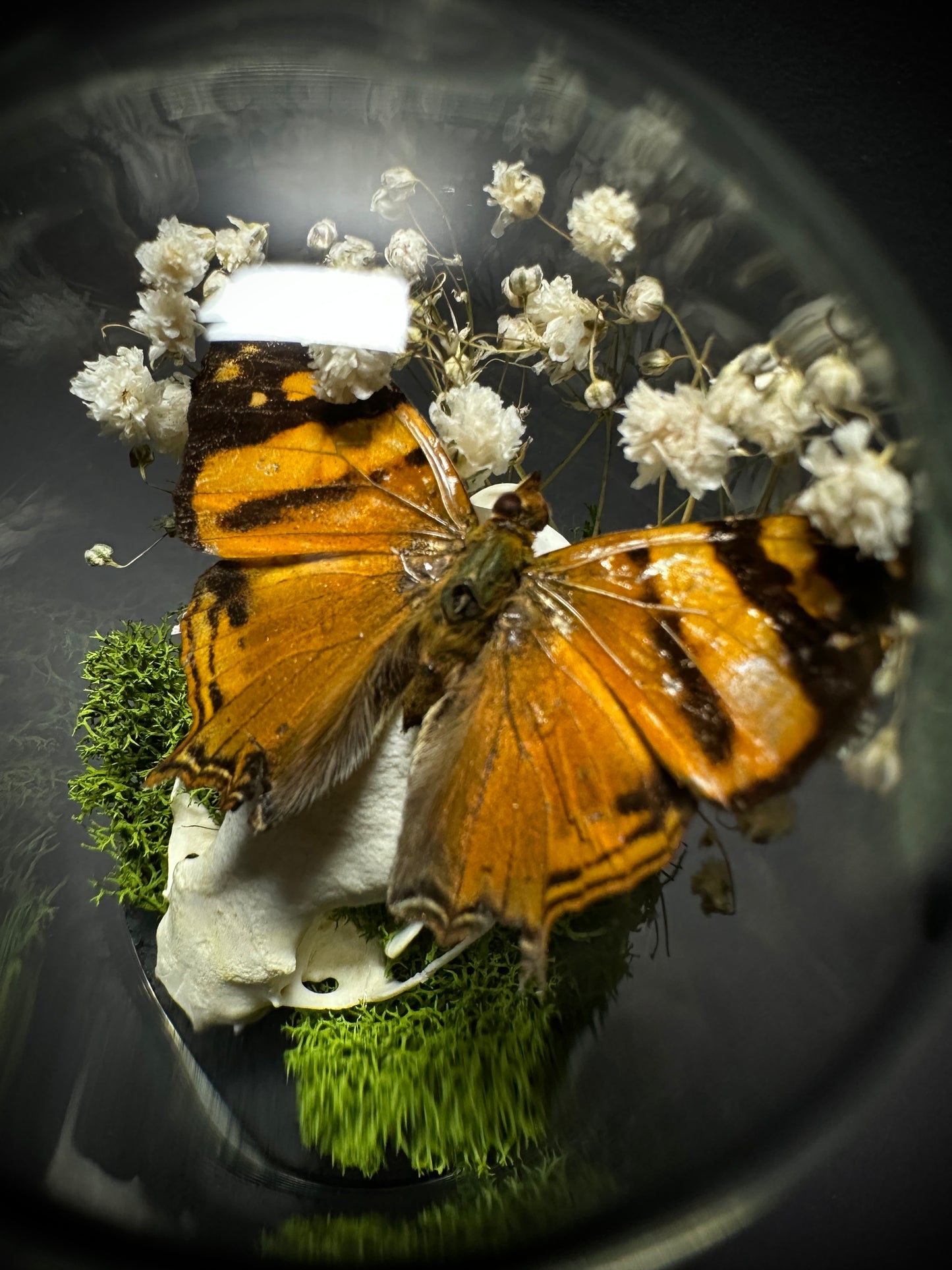 Taxidermy Dome Pedestal Display - Mink Skull and Butterfly