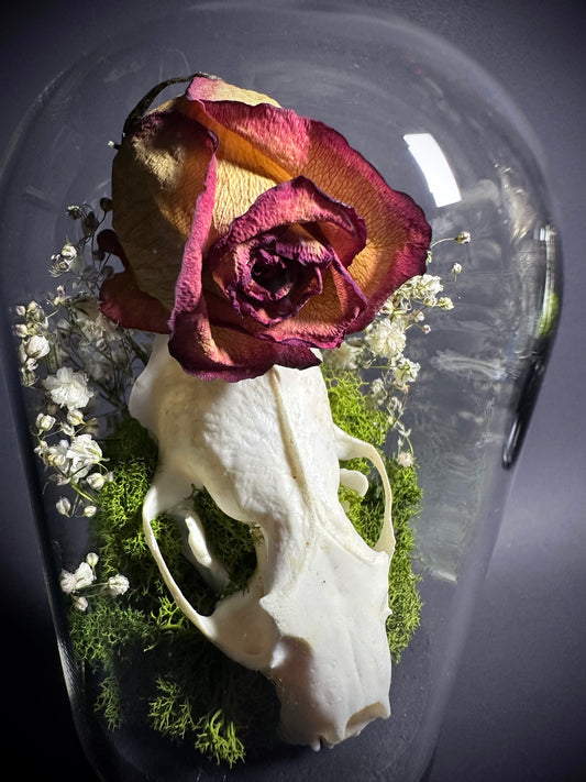 Taxidermy Dome Pedestal Display -  Mink Skull and Real Rose