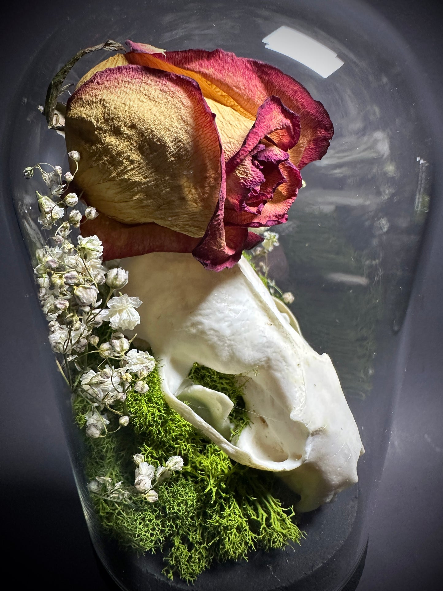 Taxidermy Dome Pedestal Display -  Mink Skull and Real Rose