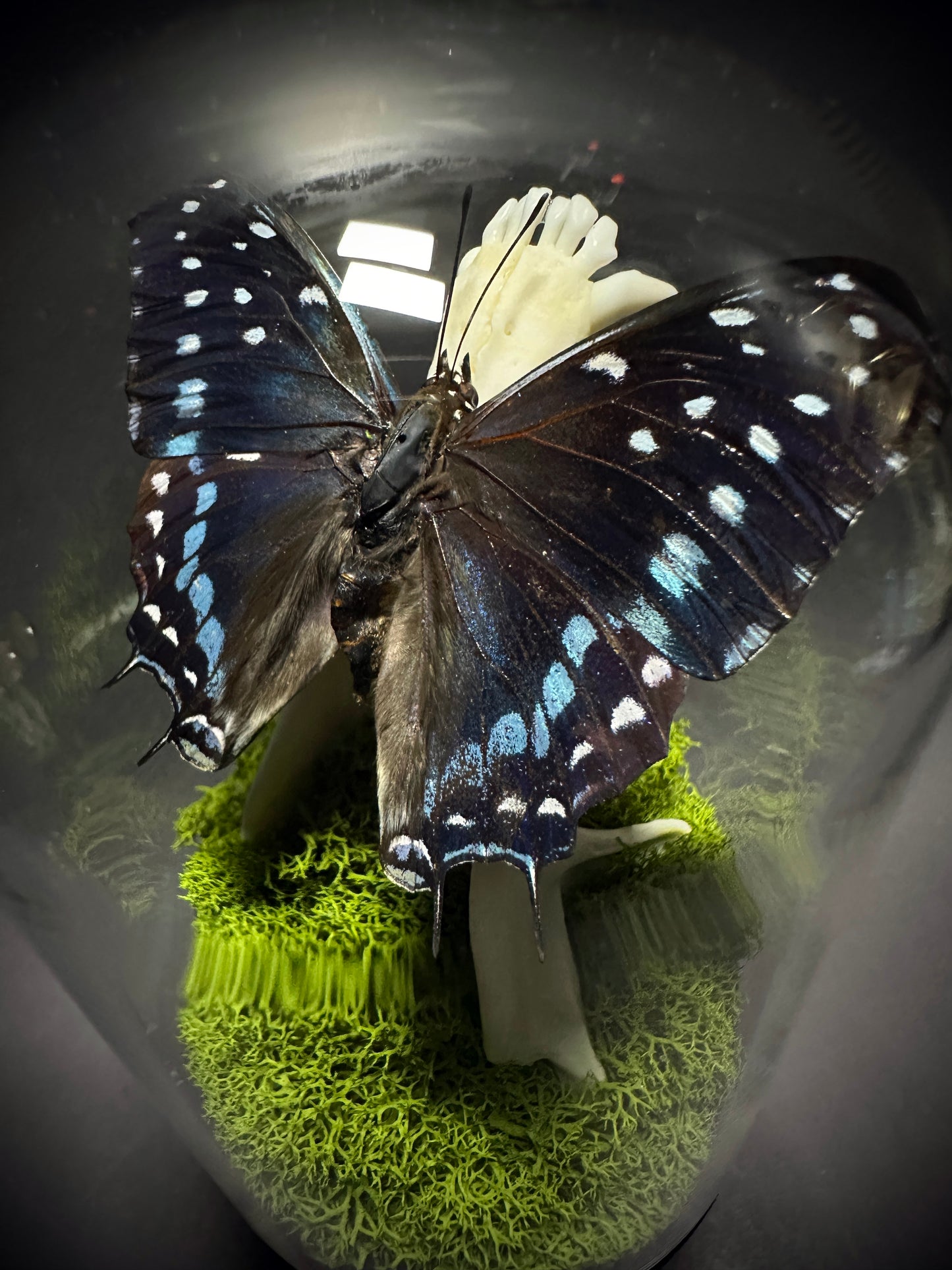 Taxidermy Dome Pedestal Display - Raccoon Jawbone with Blue & Black Butterfly