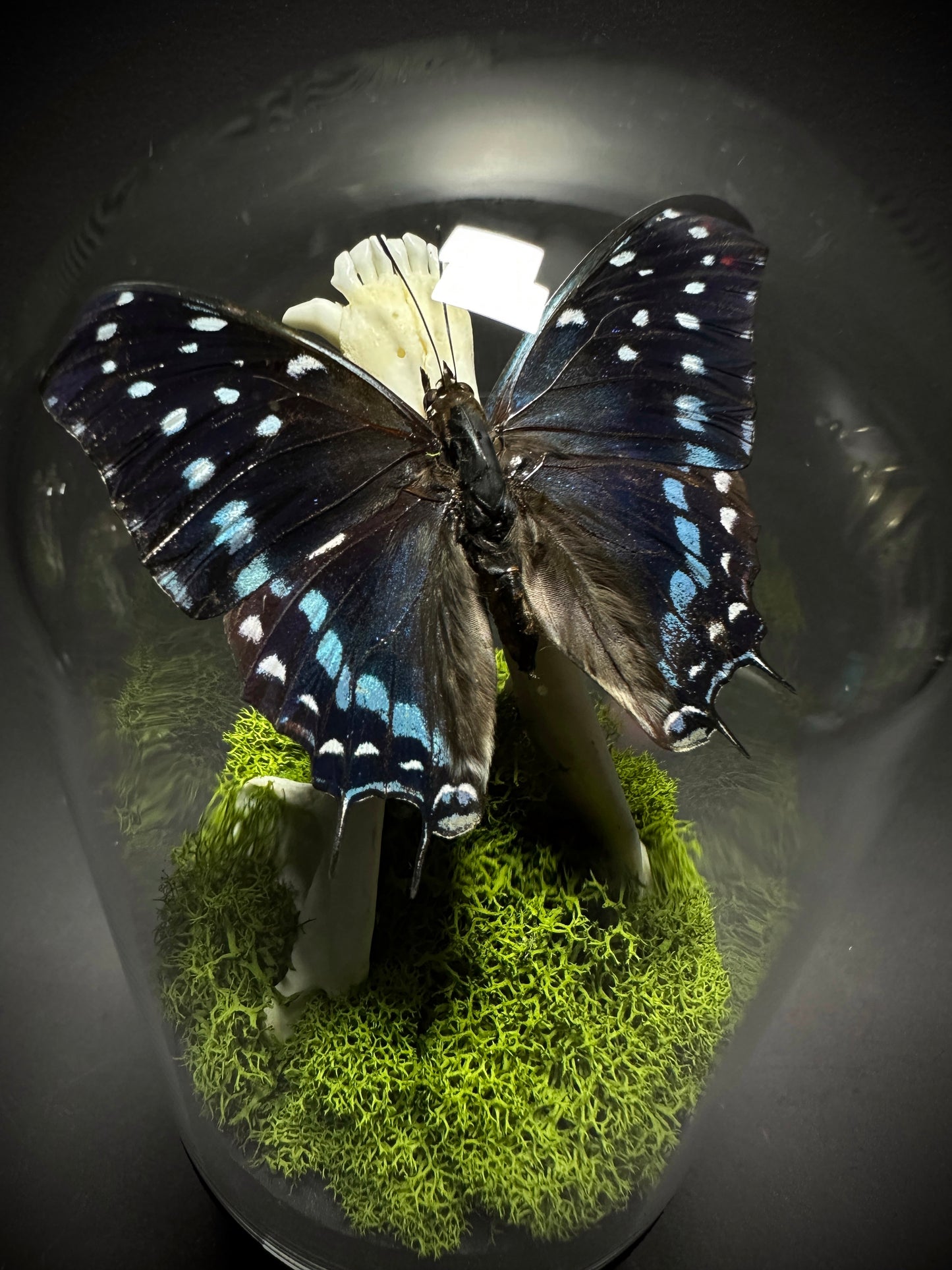 Taxidermy Dome Pedestal Display - Raccoon Jawbone with Blue & Black Butterfly