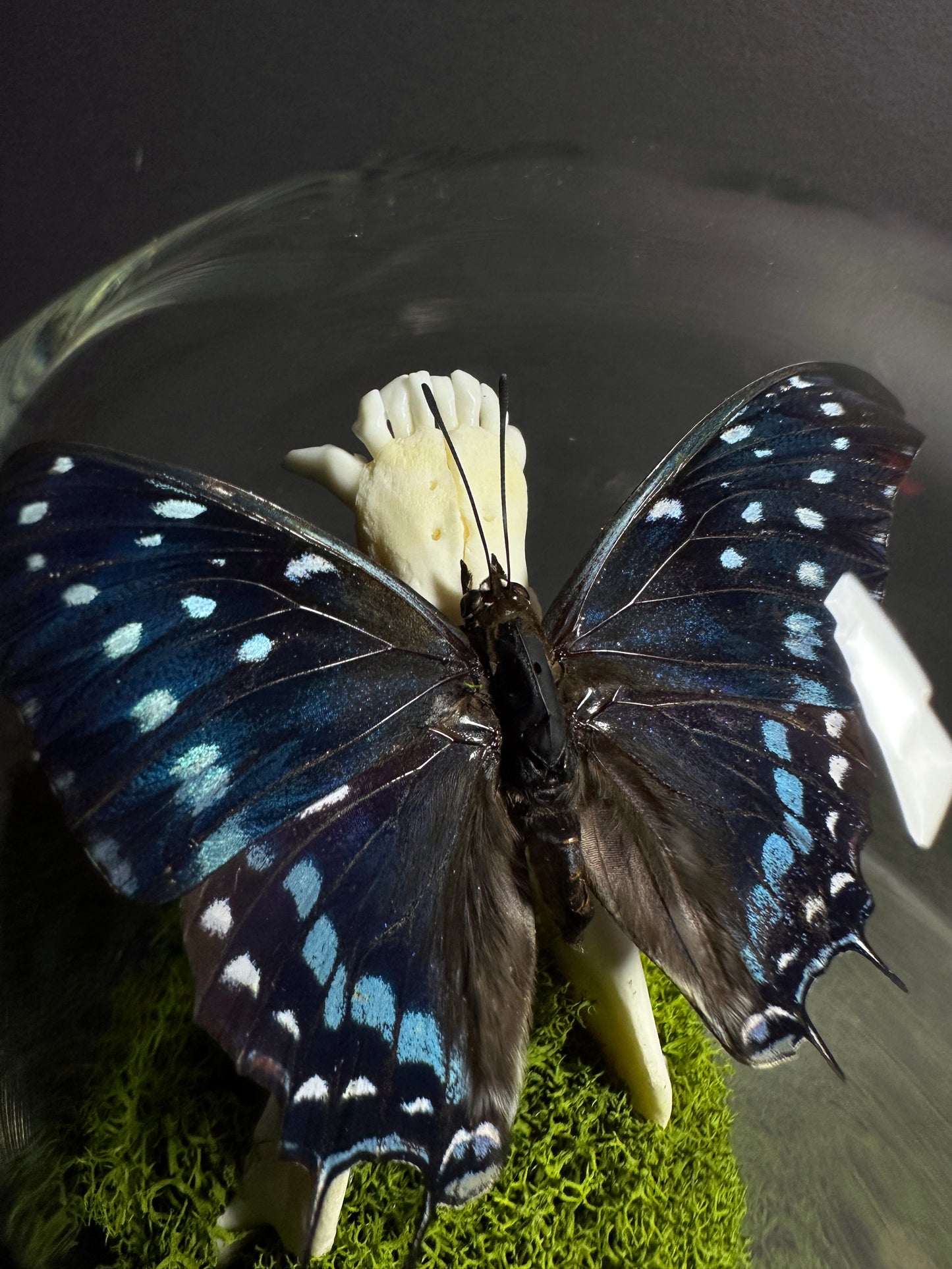 Taxidermy Dome Pedestal Display - Raccoon Jawbone with Blue & Black Butterfly