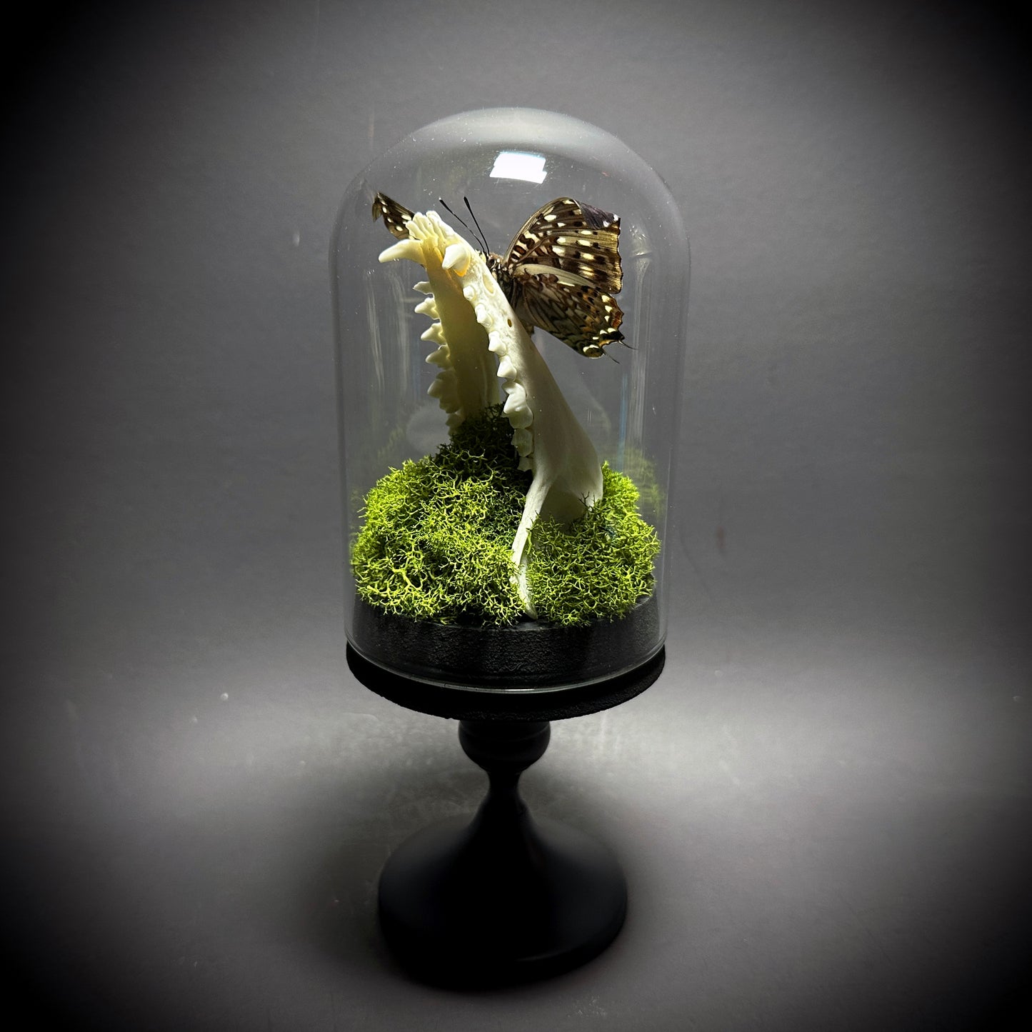 Taxidermy Dome Pedestal Display - Raccoon Jawbone with Blue & Black Butterfly